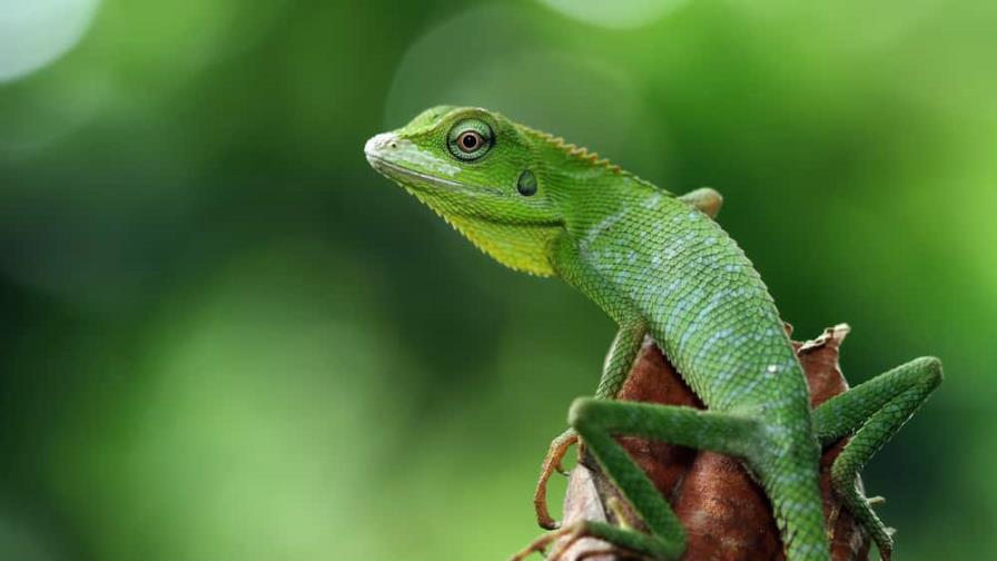 ¿Sabes cuáles son los descendientes de los dinosaurios? ¿Sabes cuáles son los descendientes de los dinosaurios?