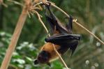 Se multiplican las zoonosis, enfermedades transmitidas por animales Se multiplican las zoonosis, enfermedades transmitidas por animales