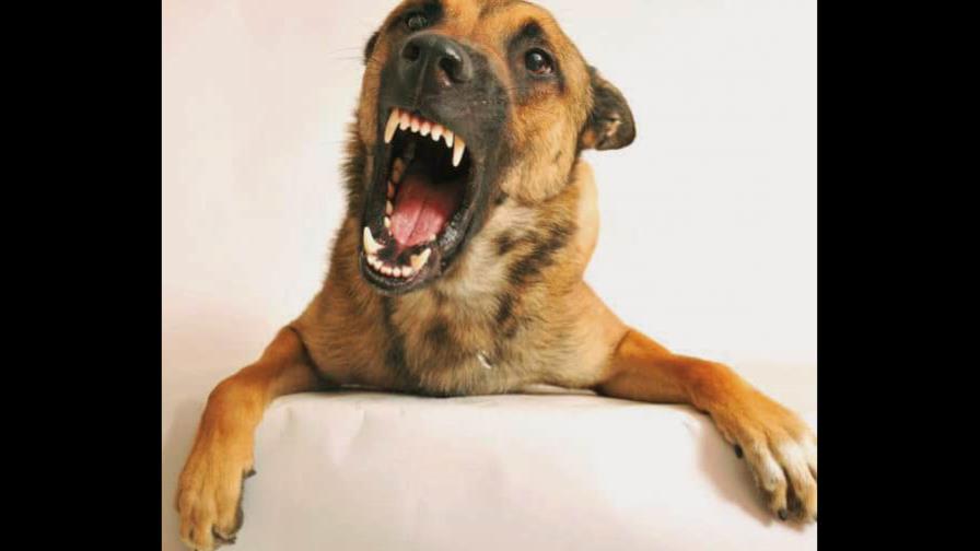 Un perro agresivo Un perro agresivo