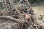 Crecida de río inunda decenas de viviendas en Jacagua de Santiago Crecida de río inunda decenas de viviendas en Jacagua de Santiago