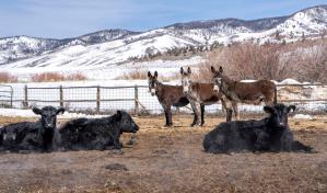 Granjeros de EE.UU. luchan contra los lobos que vuelven a Colorado