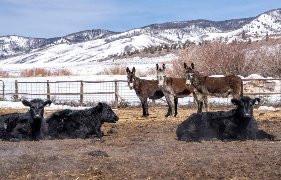 Granjeros de EE.UU. luchan contra los lobos que vuelven a Colorado