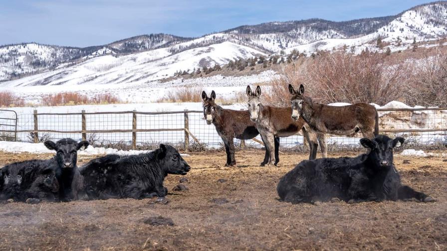 Granjeros de EE.UU. luchan contra los lobos que vuelven a Colorado