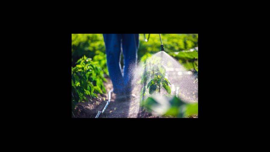 Plantas de diseño producen perfume sexual para engañar a las plagas