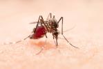 El Gobierno de Perú anuncia un plan para acelerar la disminución de casos de dengue El Gobierno de Perú anuncia un plan para acelerar la disminución de casos de dengue
