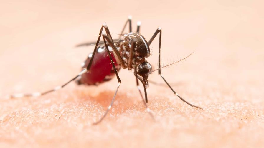 Salud Pública desarrolla amplio operativo contra el dengue en Santo Domingo Norte