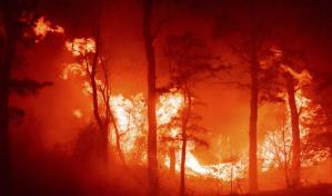 Gran incendio consume 15 kilómetros de bosque de pinos en Nueva Jersey