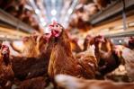 La gripe aviar puede afectar al suministro de pollo en Suramérica, según OPS La gripe aviar puede afectar al suministro de pollo en Suramérica, según OPS