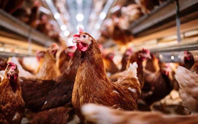 La gripe aviar puede afectar al suministro de pollo en Suramérica, según OPS
