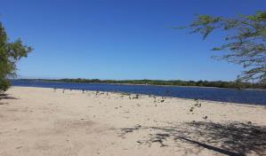 Academia de Ciencias alerta sobre “justificación” de daños a humedales y playa en Manzanillo