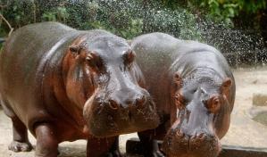 Muere uno de los hipopótamos de Pablo Escobar tras chocar contra un vehículo
