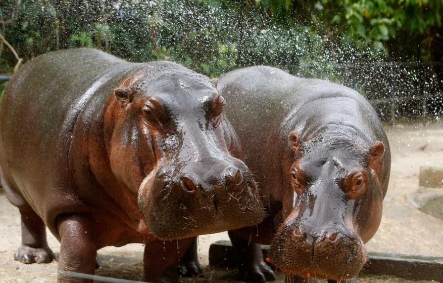 Muere uno de los hipopótamos de Pablo Escobar tras chocar contra un vehículo