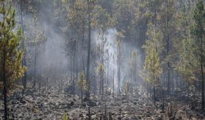 Bomberos forestales sofocan incendio en Parque Nacional Valle Nuevo