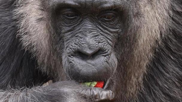 La gorila más vieja del mundo cumple 66 años en el zoo de Berlín