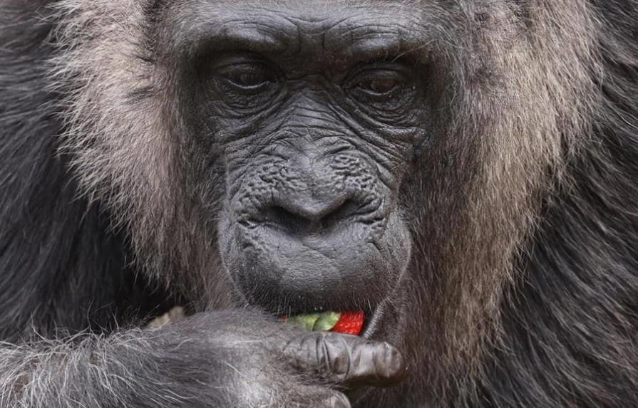 La gorila más vieja del mundo cumple 66 años en el zoo de Berlín