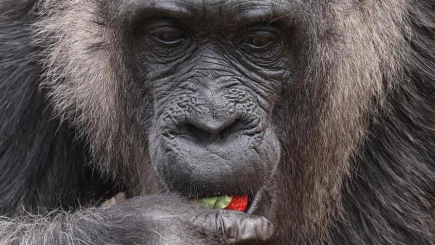 La gorila más vieja del mundo cumple 66 años en el zoo de Berlín La gorila más vieja del mundo cumple 66 años en el zoo de Berlín