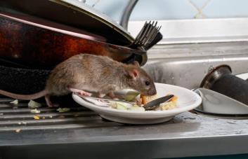 Edificio en Harlem se enfrenta a una plaga de ratas