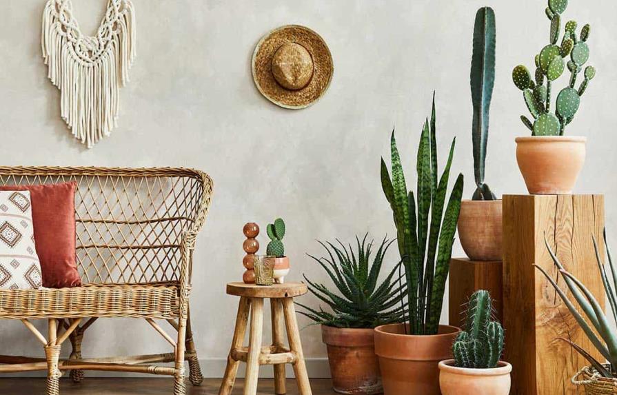 ¿Cómo decorar tu hogar con plantas?