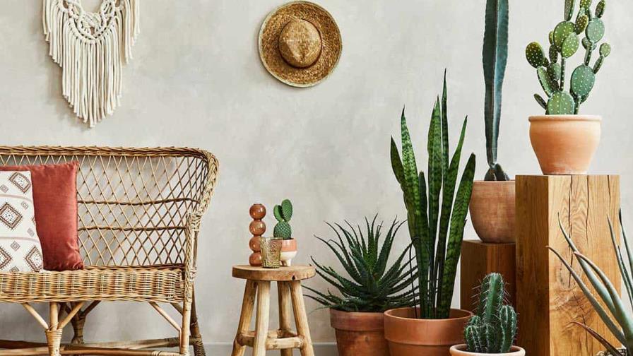 ¿Cómo decorar tu hogar con plantas?