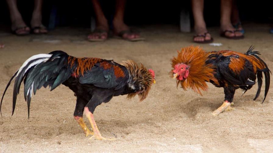 Dos muertos en un tiroteo tras una pelea de gallos en Honolulu