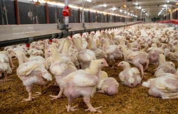 ¿Qué demuestra que los humanos remodelaron el planeta? Los pollos
