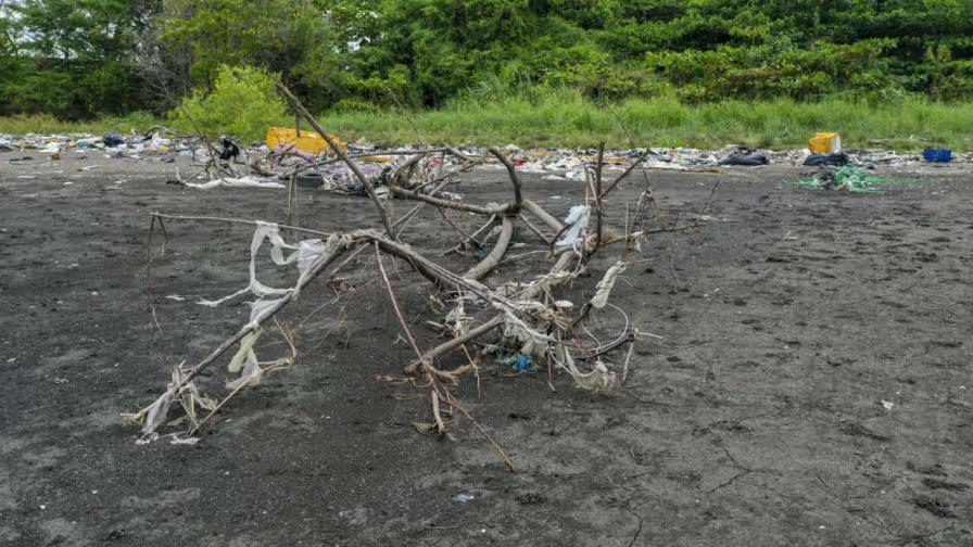 Conchas marinas y anémonas colonizan el continente de plástico del Pacífico, según estudio