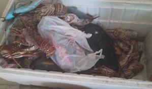 Someten ante la justicia a comerciante acusado de vender especies en veda en Barahona