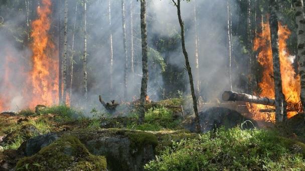 La bioingeniería ayuda a fomentar un bosque más resistente a los incendios