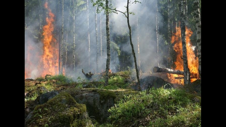 La bioingeniería ayuda a fomentar un bosque más resistente a los incendios La bioingeniería ayuda a fomentar un bosque más resistente a los incendios