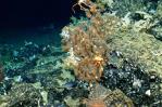 Descubren un prístino arrecife de coral en reserva marina de Galápagos Descubren un prístino arrecife de coral en reserva marina de Galápagos
