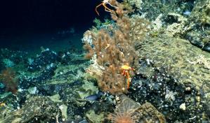 Descubren un prístino arrecife de coral en reserva marina de Galápagos