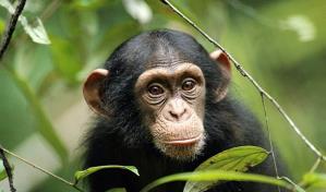 Alertan sobre los peligros de que los humanos convivan con chimpancés