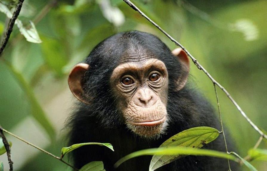 Alertan sobre los peligros de que los humanos convivan con chimpancés