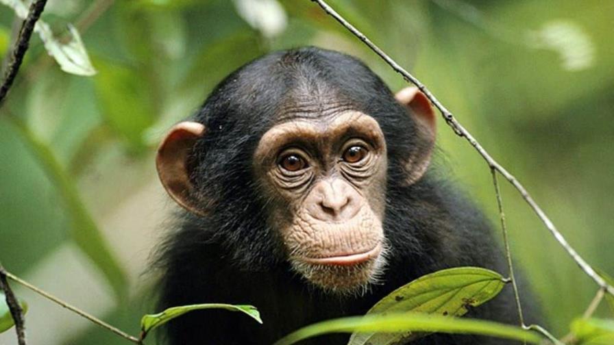 Alertan sobre los peligros de que los humanos convivan con chimpancés