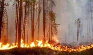 Más de 64 mil hectáreas de bosques quemadas este año en Honduras