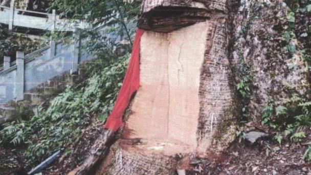 Penas de 4 años de cárcel a personas que dañaron árbol de 2,600 años en China