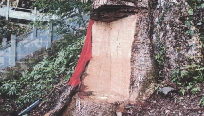 Penas de 4 años de cárcel a personas que dañaron árbol de 2,600 años en China