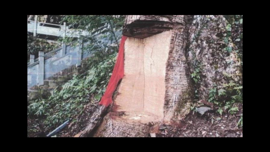 Penas de 4 años de cárcel a personas que dañaron árbol de 2,600 años en China