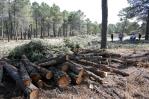 Unión Europea prohíbe importar madera, soja o caucho si causa deforestación en origen