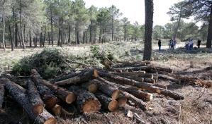 Unión Europea prohíbe importar madera, soja o caucho si causa deforestación en origen