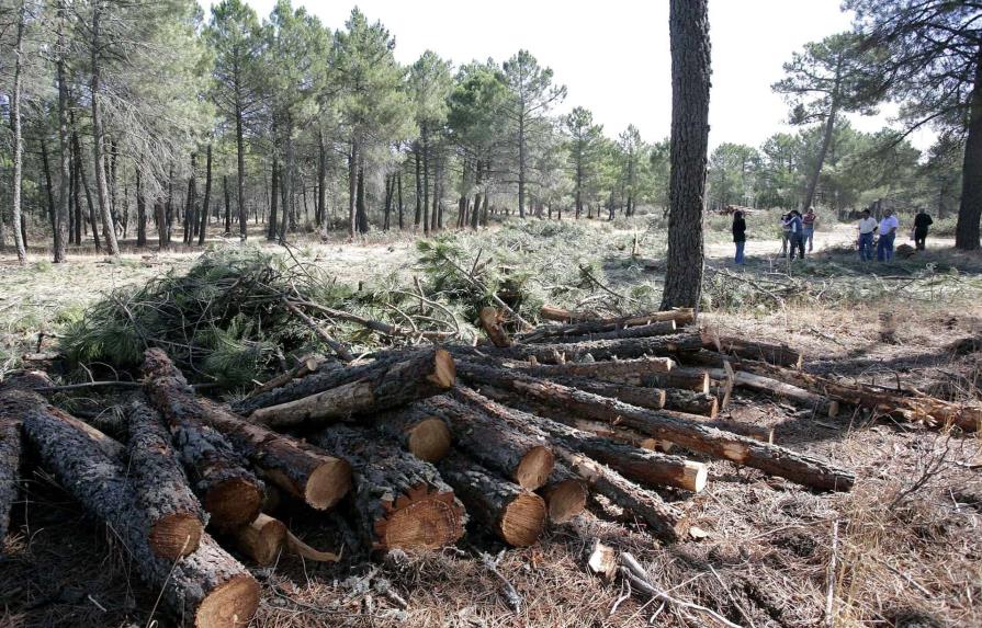 Unión Europea prohíbe importar madera, soja o caucho si causa deforestación en origen