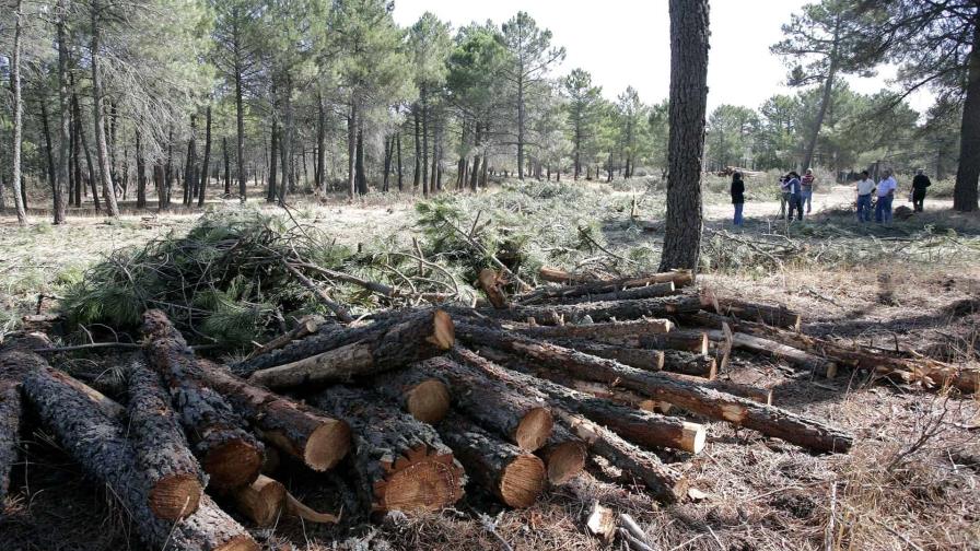 Unión Europea prohíbe importar madera, soja o caucho si causa deforestación en origen