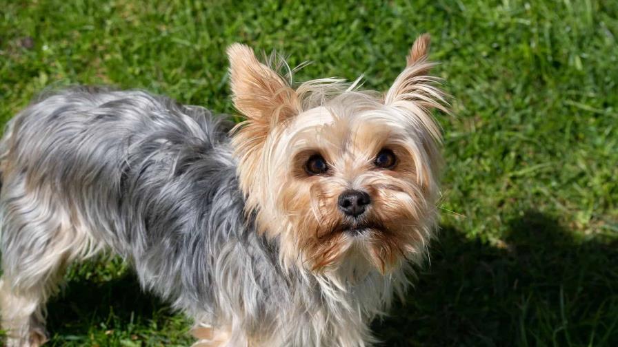 Yorkie con alergias Yorkie con alergias