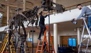 Una fundaci&oacute;n compra el esqueleto de un T-Rex y lo exhibir&aacute; en B&eacute;lgica