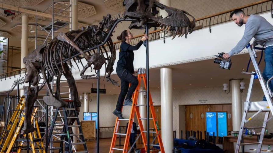 Una fundación compra el esqueleto de un T-Rex y lo exhibirá en Bélgica