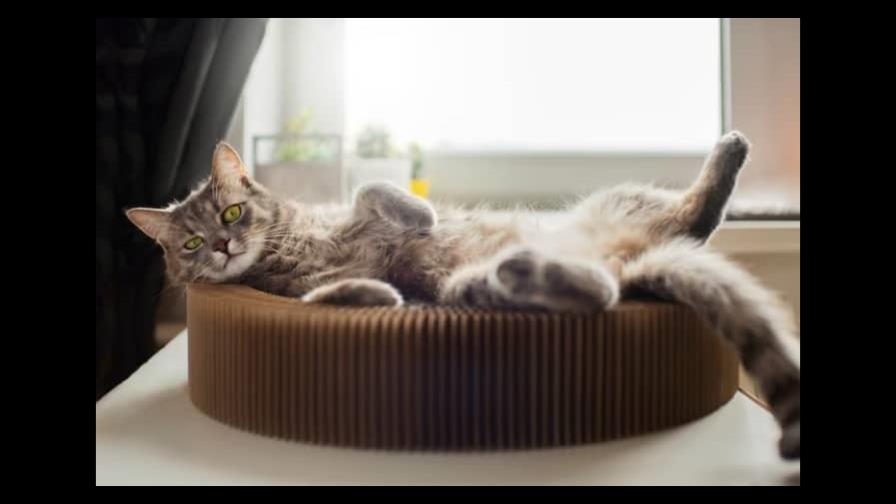 Cómo regulan su temperatura los gatos Cómo regulan su temperatura los gatos