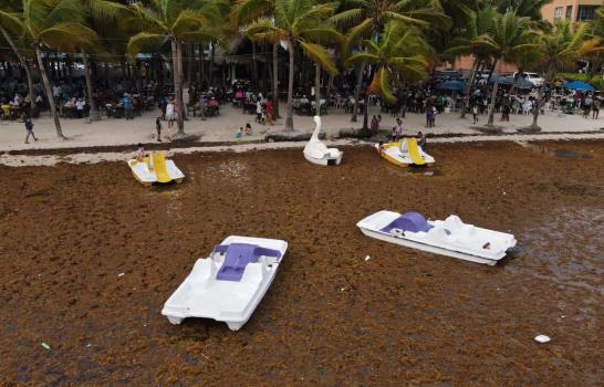 La playa de Boca Chica vuelve a llenarse de sargazo