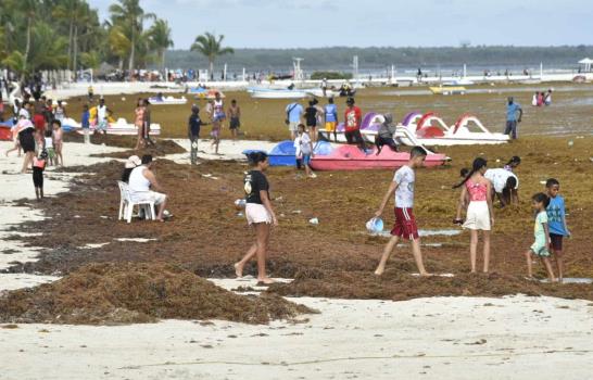 La playa de Boca Chica vuelve a llenarse de sargazo