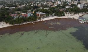 La playa de Boca Chica vuelve a llenarse de sargazo