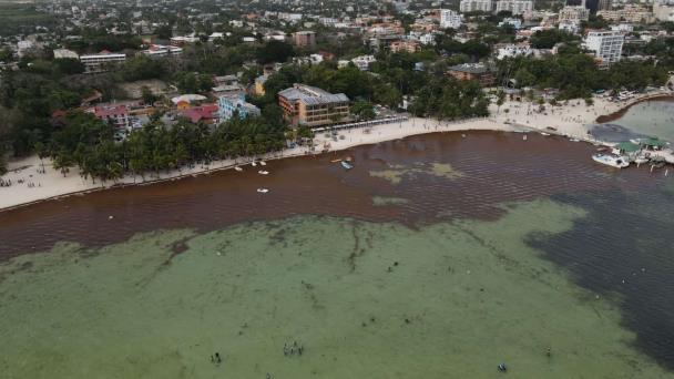 La playa de Boca Chica vuelve a llenarse de sargazo